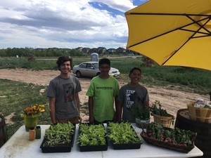 Sproutin Up Corporation
