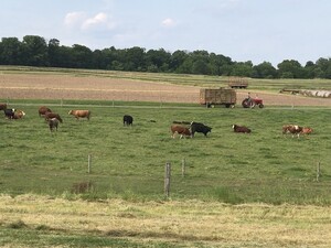 Windy Springs Farm