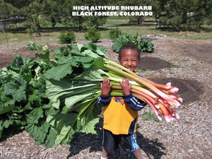 High Altitude Rhubarb Farm & Nursery