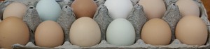 Megg's Eggs