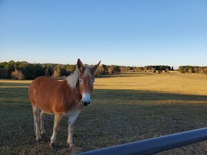 M-Rockin-C Ranch