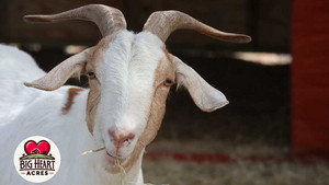 Big Heart Acres Farm