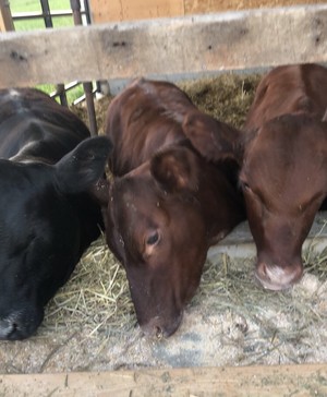 Andy Kromer Farms