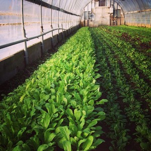 Noble Foods