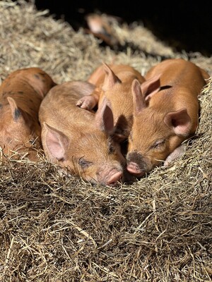 Able Acres Farm