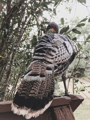 Narragansett Turkey