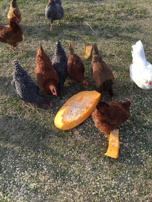Rae-Lili Farm