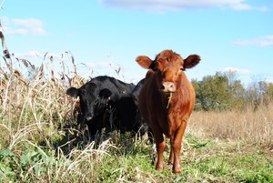 Terra Vitae Farms