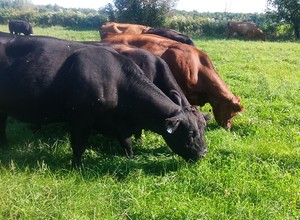 North Pasture Farms