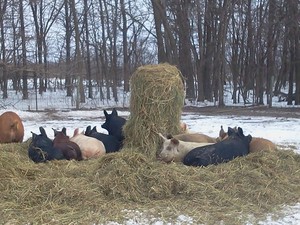 Haffner Family Farm