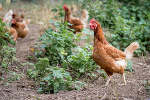 Pat's Pastured