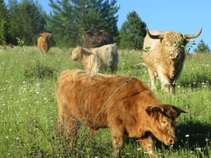 Wolf Springs Ranch, LLC