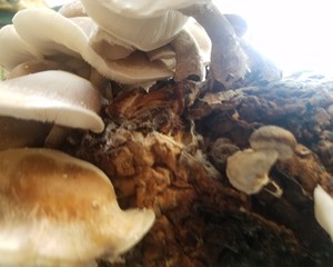 Nomad Forest Farm