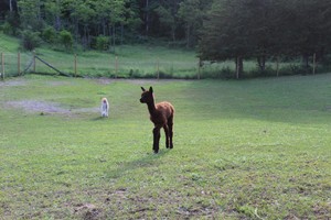 Lilymoore Farm