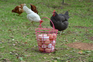 Hangtown Hen House