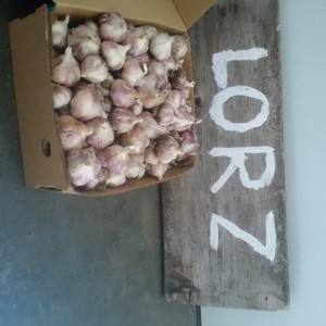 Lorz Italian Garlic
