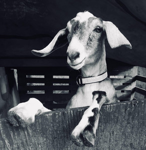 Happy Tails Farm