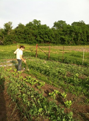 AZ Farm