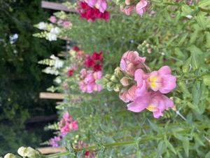The Flower Farm at Young's Mill