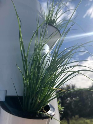 NxStep Growers Urban Farm