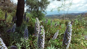 Hidden Meadows Orchard