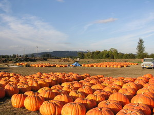 Mustard Seed Farms