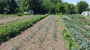 JK and Ace Garden and Farm