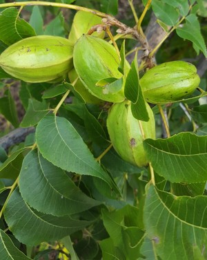 Strawn Pecans
