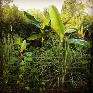 Texas Edible Landscapes