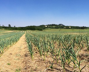Crooked Clove Garlic Farm