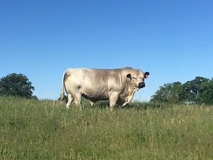 Grillin Meats of Rolling Hills Cattle Company