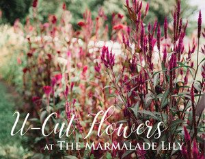 The Marmalade Lily