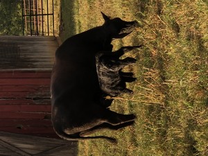 Dowd Farms