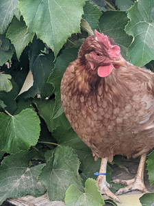 Rich's Chicks