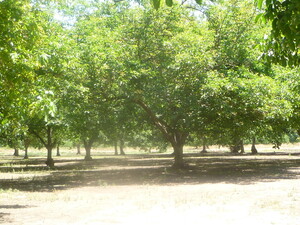 Thomas Family Orchard