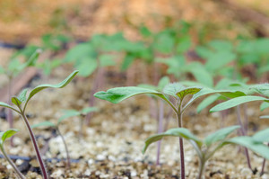 K. Rogers Sustainable Farming