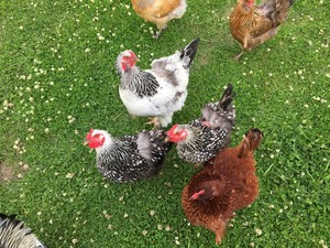 Fruit of the Coop