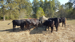 Stonyglade Farm