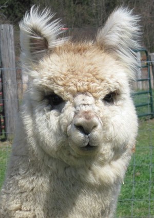 Claddagh Farm Alpacas