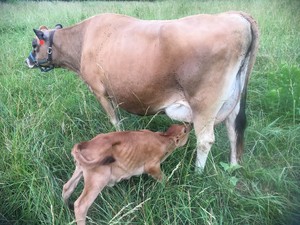 Maylee Farms, LLC