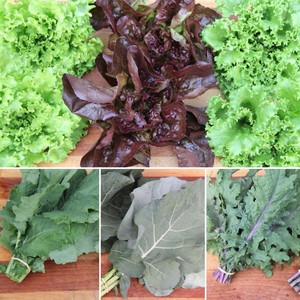 Fogarty Farms of WNC