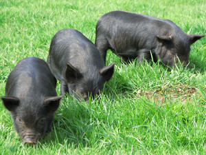 Guinea Hog