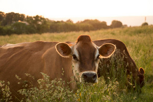 Rocky Ridge Dairy