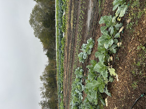Better Days Gardens