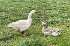 Cotton Patch Goose