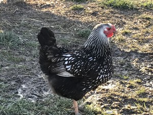 Noni's Farm
