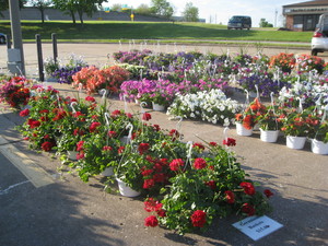 Mississippi Valley Growers' Association