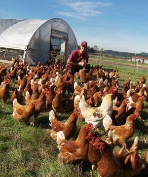 Clean Food Farm
