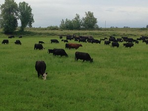 All Natural Meats / Soggy Feet Enterprises