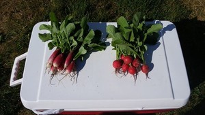 Zdrowy Farms